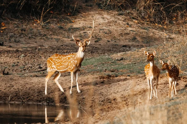 Family Indian Deer Wildlife Maharashtra India — Stock Photo, Image