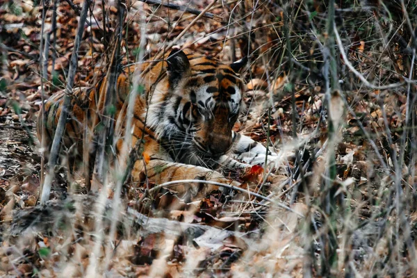 Indian Tiger Rests Indian Wildlife — Stock Photo, Image