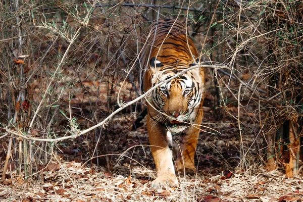 Индийский Тигр Дикой Природе Дикая Природа Индии — стоковое фото