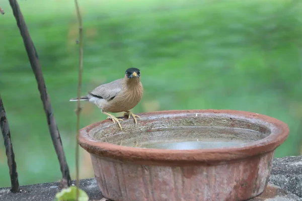 Brahminy Starling. Kamerada Kuş İzleme. Maharashtra Kuşu. Vahşi yaşam. Yabani kuşlar. Hindistan 