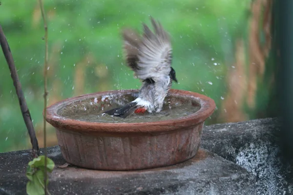 Indian Bulbul Bird Plays With Water. Open Wings. Birds in Summer Hot Season. Maharashtra Birds. Wildlife.