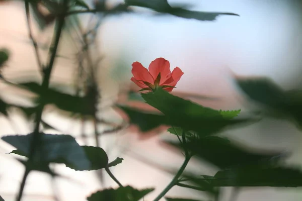 Маленькие Красные Цветы Зеленые Листья — стоковое фото