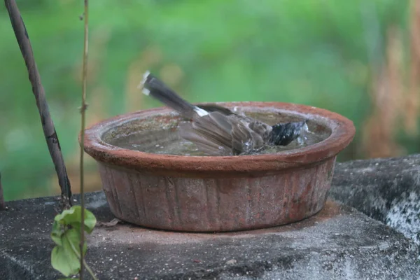 Indian Bulbul Bird Plays Water Full Pot Birds Summer Hot — Stock Photo, Image