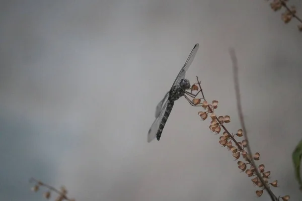 Hermosa Libélula Negra Insectos Maharashtra Mosca India Insecto —  Fotos de Stock