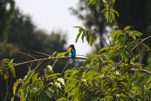 Piękny Mały Ptak Kingfisher Ptaki Ptak Maharashtra Dzika Przyroda Dzikie — Zdjęcie stockowe