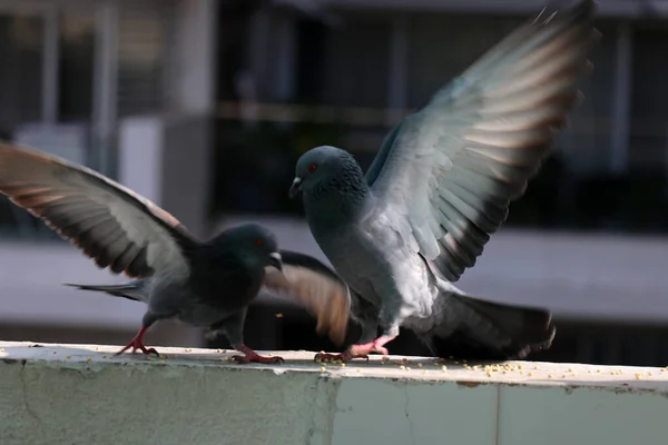 Zwei Tauben Vögel Stadtvögel Maharashtra Vögel Wildtiere — Stockfoto