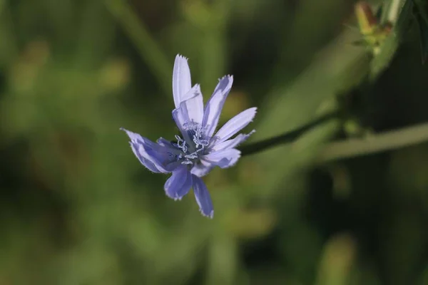 Beautiful Blue Wild Flower Wildflowers Meadow — Stock Photo, Image