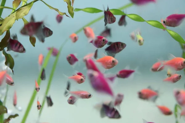 Güzel Küçük Balık Dünyası. Suyun altında. Deniz yaşamı. Vahşi yaşam.