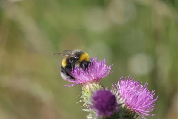 Güzel Bumblebee ve Pembe Çiçek. Çayır. Vahşi yaşam. Böcek. Makro