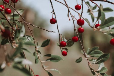 Tatlı Red and Fresh Cherry on Branch. Böğürtlen Kirazlı. Yaz Arkaplanı