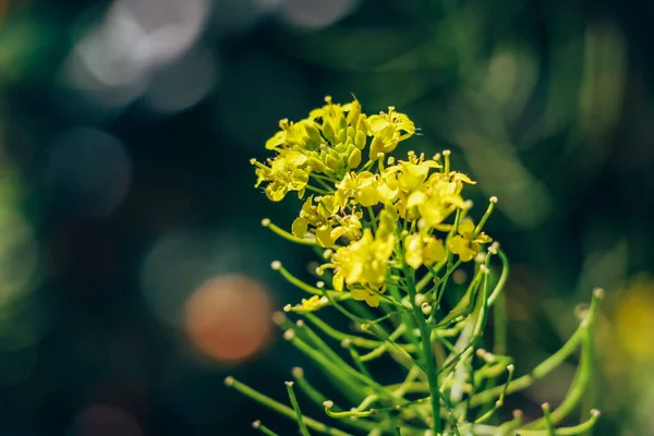 Sarı yabani çiçekli güzel bir dal. Vahşi Çiçekli Duvar Kağıdı. Doğayı sev. Makro