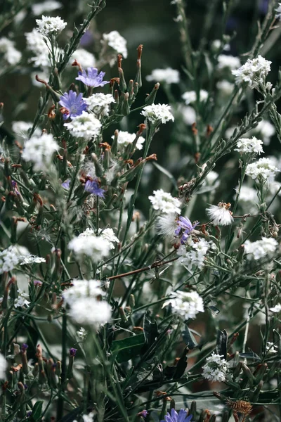 Beyaz ve Violet 'in Harika Karışımı Vahşi Çiçekler. Doğal karışım. Beyaz ve menekşeli duvar kağıdı yabani çiçekleri karıştırır
