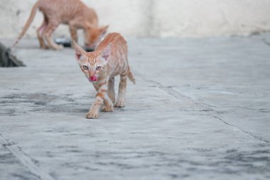 Sevgili Kedicikler. Kediler. Hayvan Hayvanlar. Vahşi Kediler.