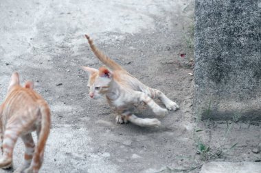 Koşan Kedi. Kediler. Hayvan Hayvanlar. Vahşi Kediler.