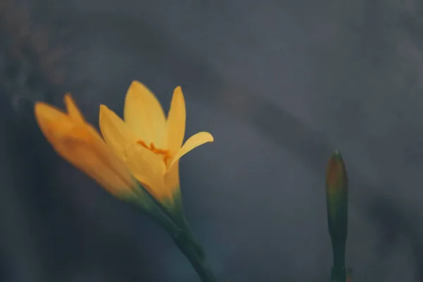 Sonnige Gelbe Lilie Blumen Wilde Blumen — Stockfoto