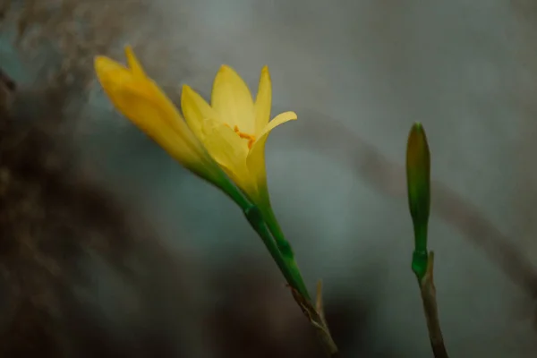 Желтая Лили Флауэрс Дикие Цветы — стоковое фото