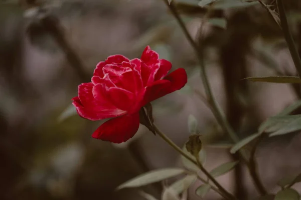 Красная Роза Коричневом Настроении Розовый Цветок Дикие Цветы Саду Природа — стоковое фото