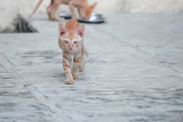 Mały Uliczny Kociak Koty Zwierzęta Domowe Dzikie Koty — Zdjęcie stockowe