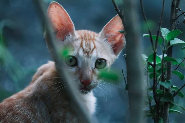 Piękna Twarz Kociaka Koty Zwierzęta Domowe Dzikie Koty — Zdjęcie stockowe