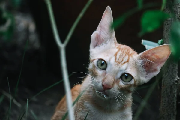 Portret Kitty Koty Zwierzęta Domowe Dzikie Koty — Zdjęcie stockowe