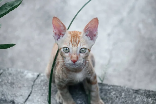 Güzel Küçük Kedi Yavrusunun Gözleri Kediler Hayvan Hayvanlar Vahşi Kediler — Stok fotoğraf