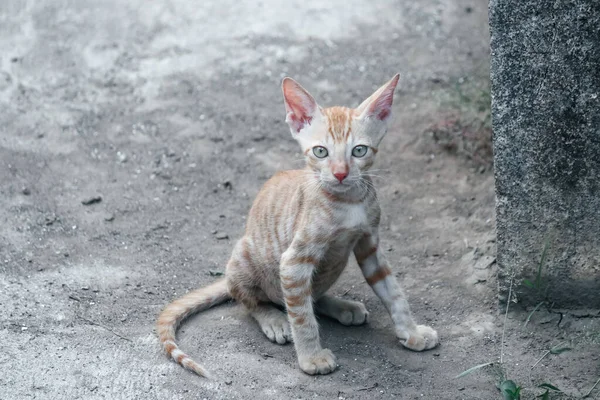 Słodka Kitty Koty Zwierzęta Domowe Dzikie Koty — Zdjęcie stockowe