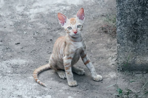 Słodka Uliczna Kotka Koty Zwierzęta Domowe Dzikie Koty — Zdjęcie stockowe