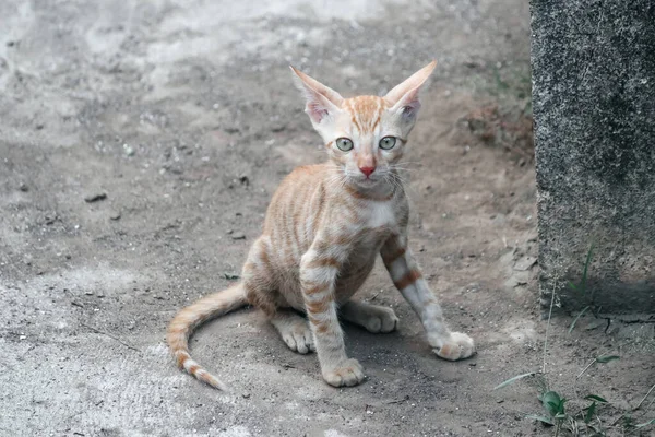 Słodka Kitty Koty Zwierzęta Domowe Dzikie Koty — Zdjęcie stockowe