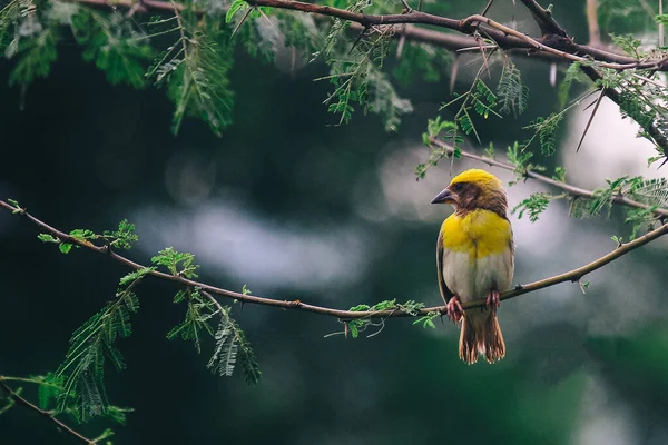 Kleiner Baya Webervogel Ploceus Philippinus Maharashtra Vögel Wilde Vögel Indische — Stockfoto