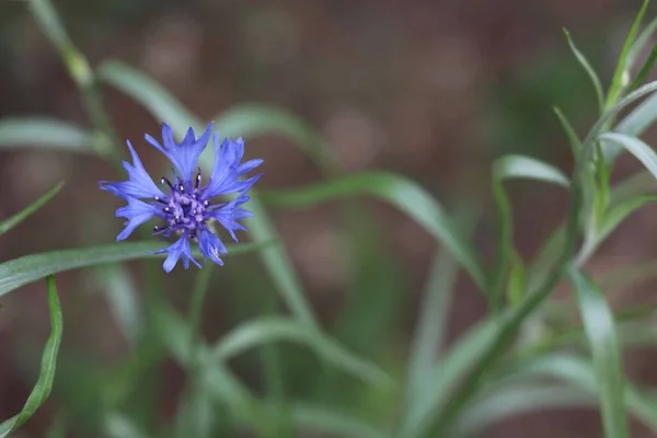 Bonita Flor Salvaje Azul Fondos Pantalla Con Wild Flower Naturaleza — Foto de Stock