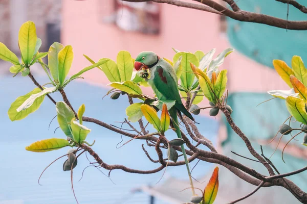 インドのリングネックパケット インディアン バード 野生動物のオウム — ストック写真