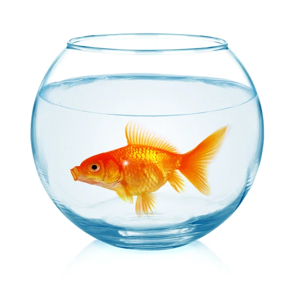 Goldfische im Aquarium. — Stockfoto