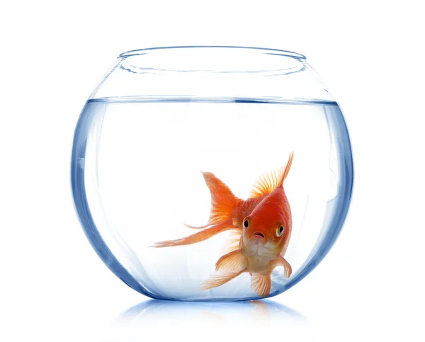 Goldfish in aquarium. — Stock Photo, Image