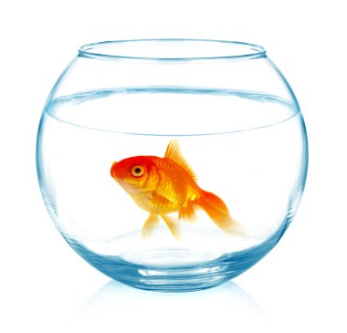 Beyaz arka plan üzerinde izole akvaryum balığı.