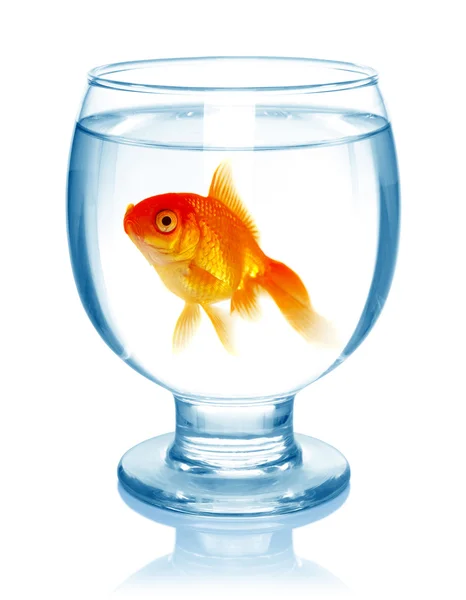 Goldfish in aquarium isolated on white background. — Stock Photo, Image