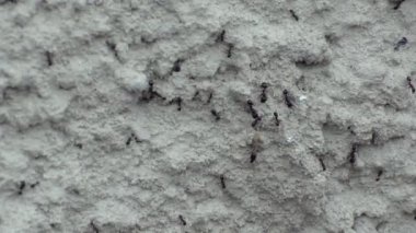 Büyük siyah karıncalar, küçük kırmızı ve gri taş yüzeyinde sürünerek kanatları ile bir
