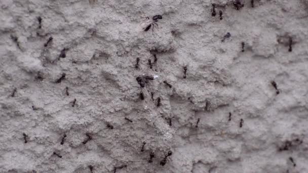 Myror är stora, små, och med vingar kryper på den grå stenen ytan — Stockvideo