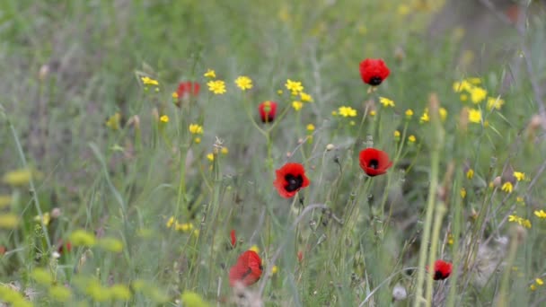 Röda vallmo och gula blommor på en bakgrund av grönt gräs blåser i vinden — Stockvideo