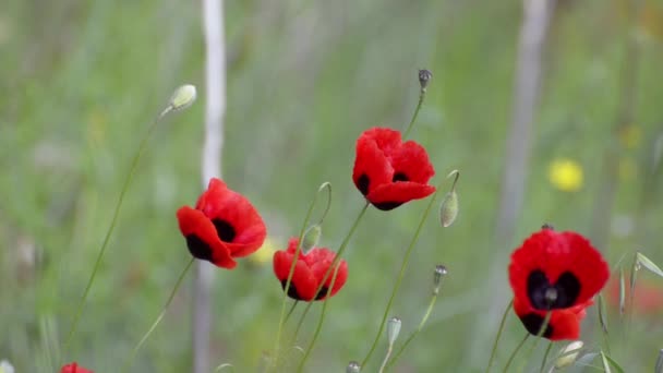 Five red poppies swaying in the wind on a green background, a bee flies past — Stock Video