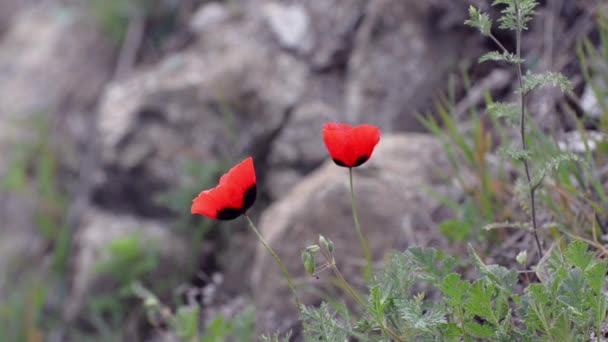 Dos amapolas rojas balanceándose suavemente en el viento sobre un fondo de piedras y vegetación — Vídeos de Stock