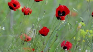 Yeşil bir arka plan üzerinde rüzgarda sallanan kırmızı çiçek haşhaş