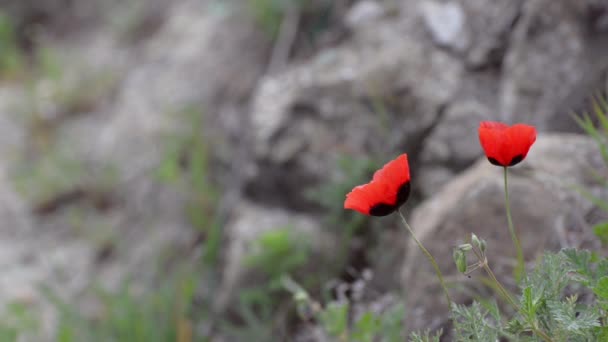 Two red poppies swaying the breeze against the background of rocks and greenery — Stock Video