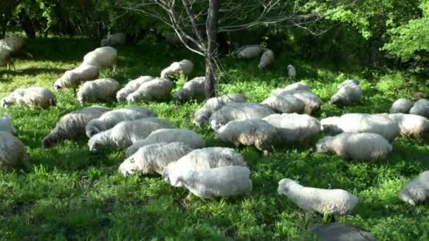 Un rebaño de ovejas con corderos pastando en un césped verde entre los árboles — Vídeo de stock