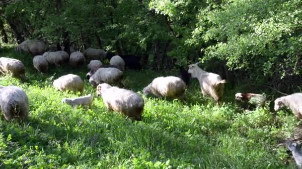 나무 사이 녹색 햇볕이 잘 드는 잔디밭에서 양과 염소가 풀을 뜯고 있는 양 — 비디오