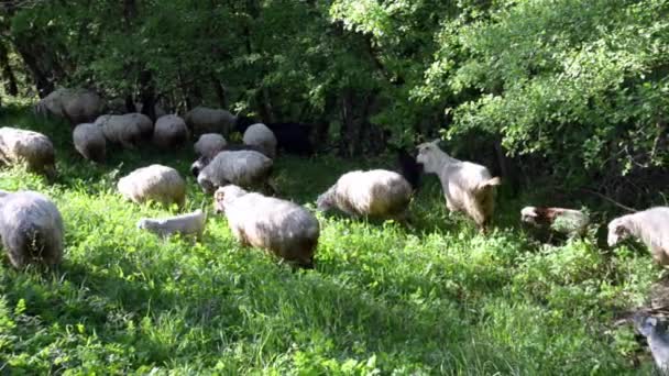 Moutons avec agneaux et chèvres paissant sur la pelouse verdoyante et ensoleillée entre les arbres 