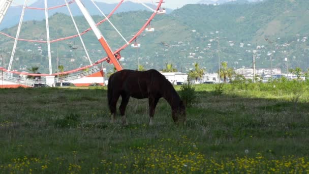 Um cavalo pastoreia no fundo de uma roda gigante rotativa e nas colinas verdes. Batumi, Geórgia . — Vídeo de Stock
