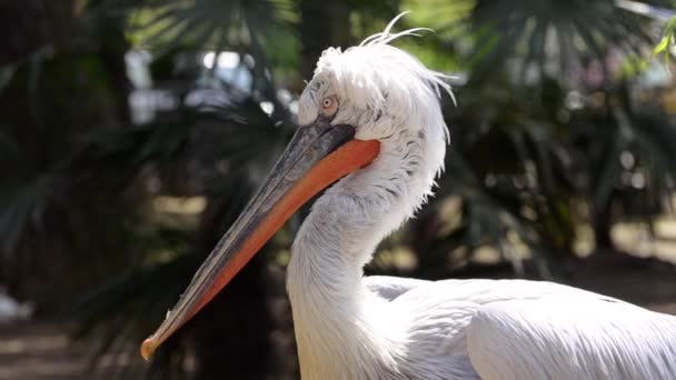 Giant twirls his head against a background of green palm leaves. — Stock Video