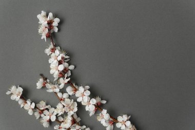 Gri arka planda çiçek açan bahar dalları. Beyaz çiçekler. Arkaplan. Boşluğu kopyala.