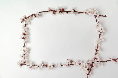 Beyaz arka planda çiçek açan kayısı dalları çerçevesi. Şablon. Arkaplan. Model.