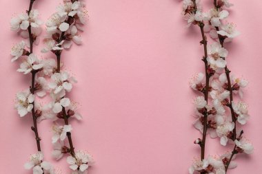 Çerçevede pembe arkaplanda açan bahar dalları. Şablon. Arkaplan. Boşluğu kopyala.